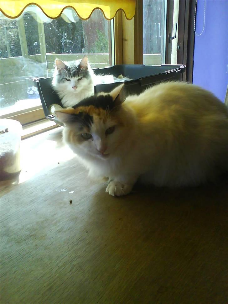 Norsk Skovkat Guldfossens Bertha - lad mig være jeg spiser billede 2