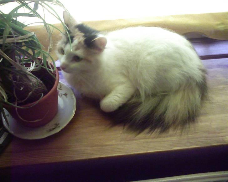 Norsk Skovkat Guldfossens Bertha - åhhh hvem der bare lå under palmernes skygge billede 3