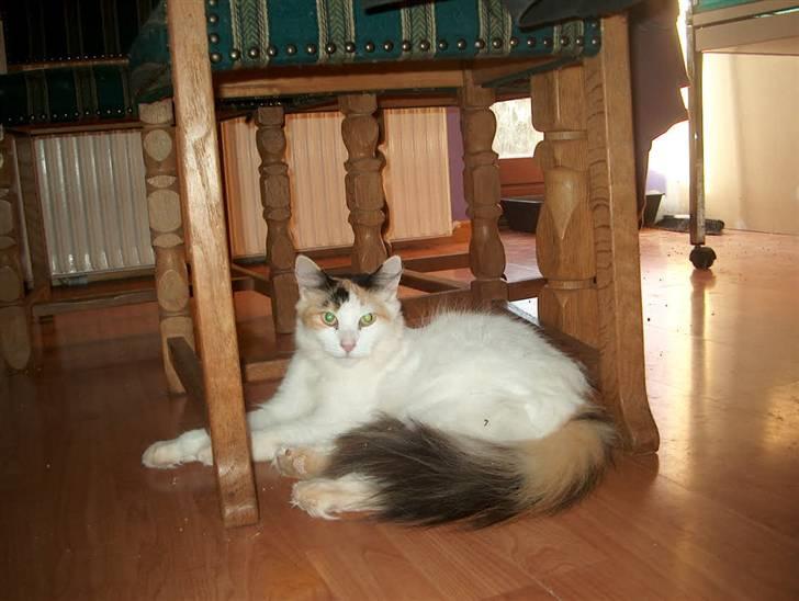 Norsk Skovkat Guldfossens Bertha - kik bare jeg holder øje med jer billede 4