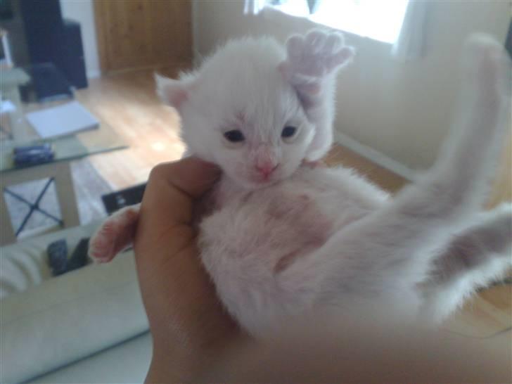 Maine Coon Aslan - han vinker og hygger sig, her har han næsten lige fået øjne.  billede 1