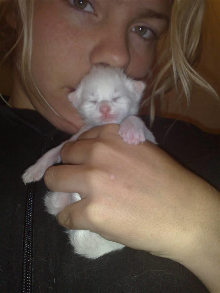 Maine Coon Aslan - mig og Aslan vi hygger..  billede 2