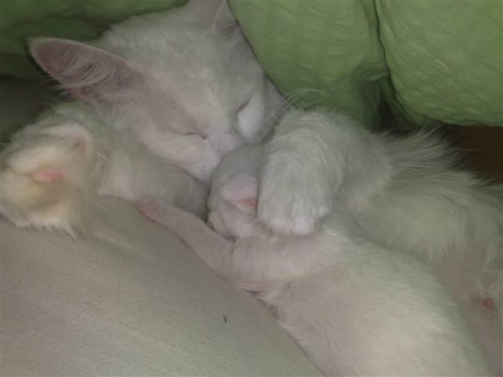 Maine Coon Aslan - mor og søn :) billede 3