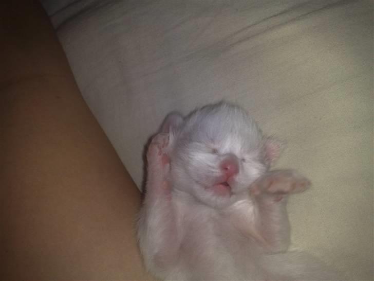 Maine Coon Aslan - nu gider jeg altså ikke ha taget flere billeder... lad mig nu være..! :P billede 4