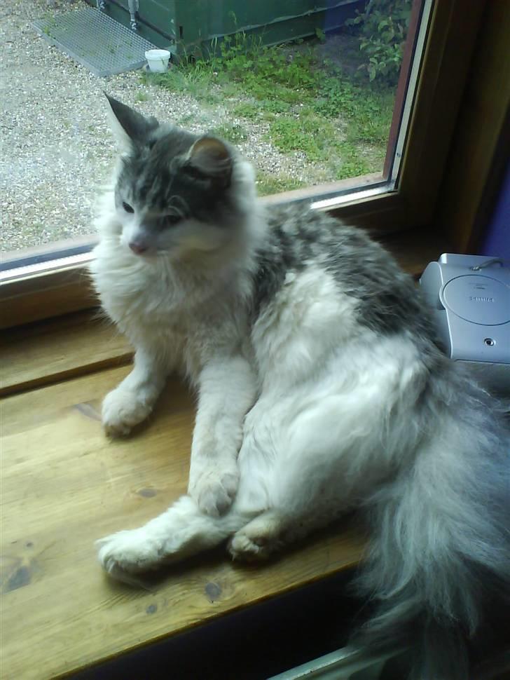 Norsk Skovkat Guldfossens Bertha - Smukke Cormats Ronaldinho  billede 5