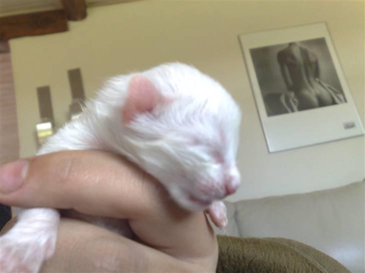 Maine Coon Aslan - første billede af en ren Aslan. billede 5