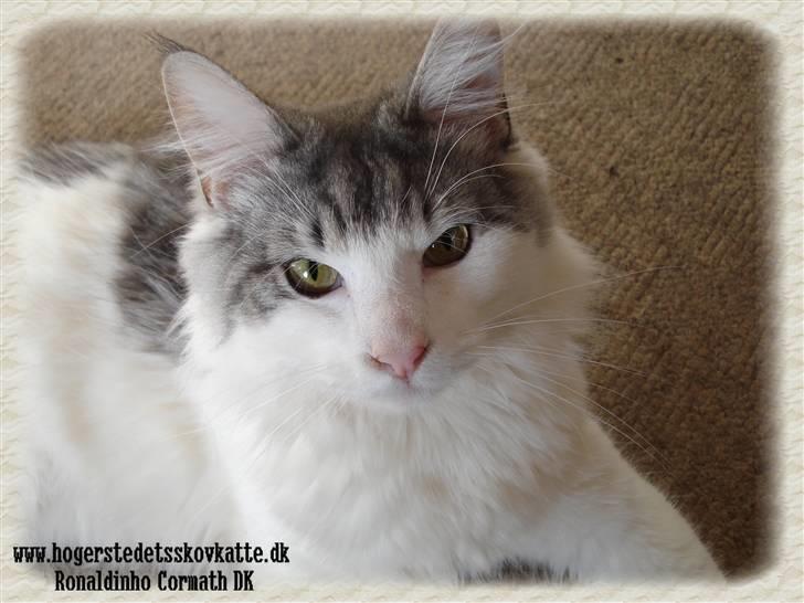 Norsk Skovkat Cormats ronaldinho - smukke dino, som killing billede 4