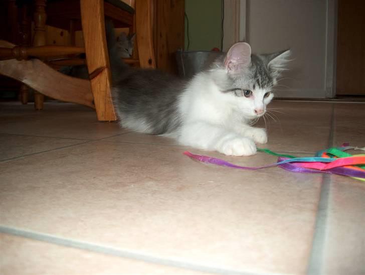 Norsk Skovkat Cormats ronaldinho - smukke dino, som killing billede 5