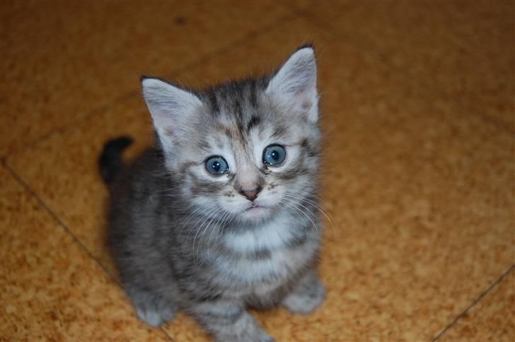 Blanding af racer Figaro billede 2