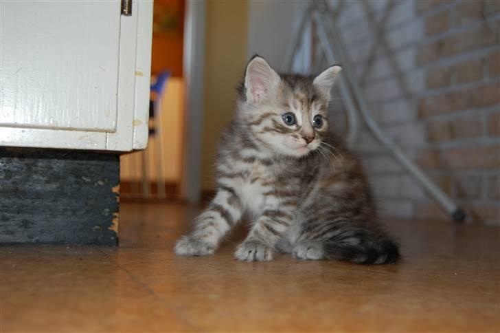 Blanding af racer Figaro billede 3