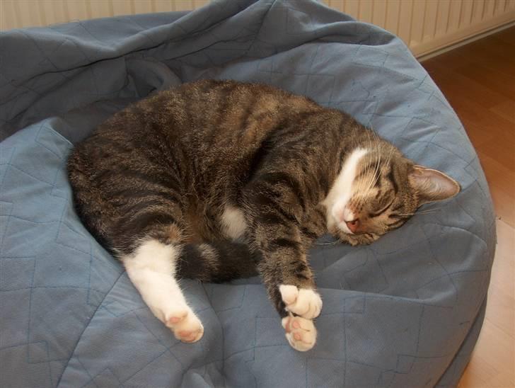 Huskat Lars billede 1