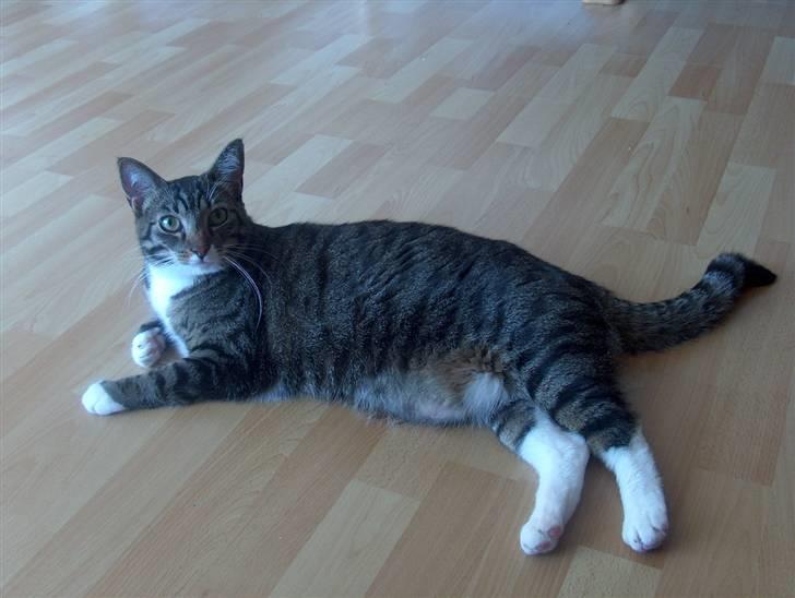 Huskat Lars billede 2