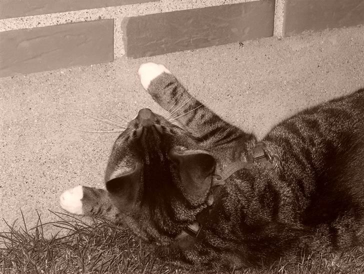 Huskat Lars billede 3