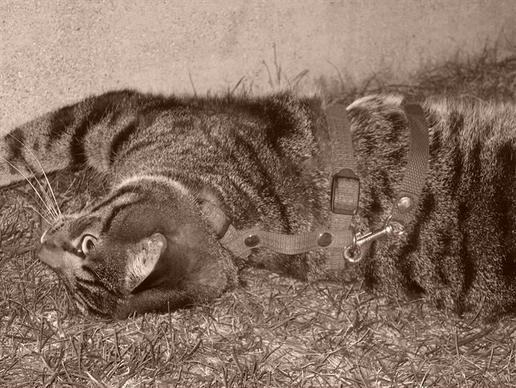 Huskat Lars billede 4