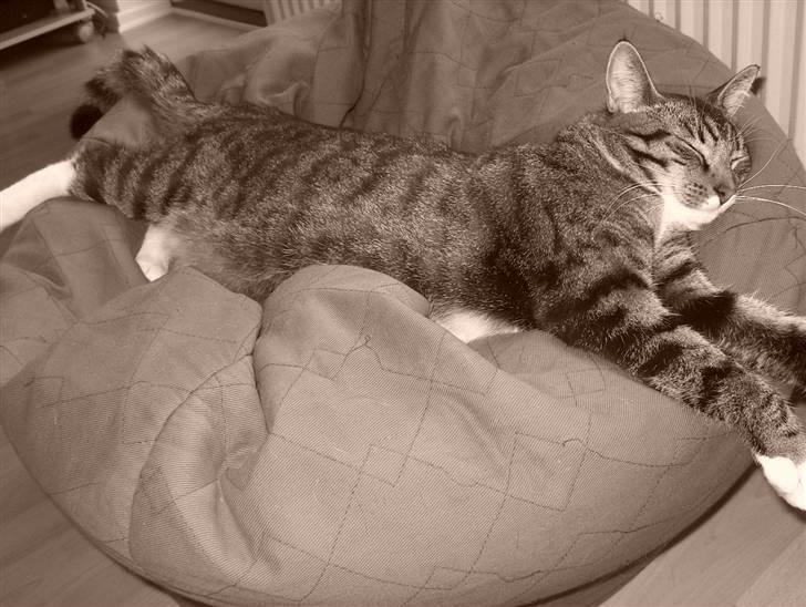 Huskat Lars billede 5