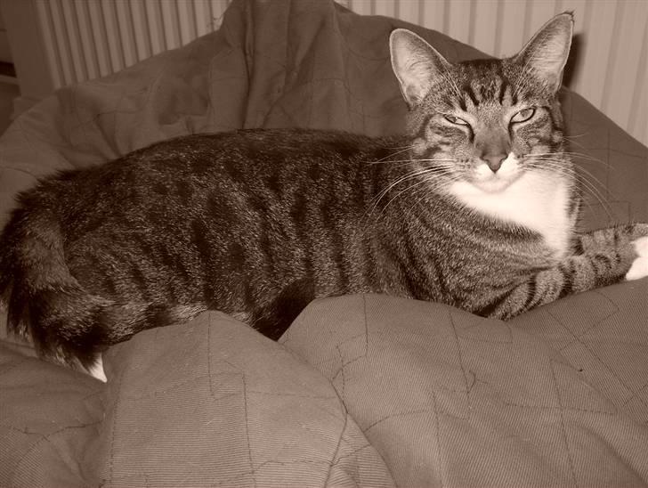 Huskat Lars billede 6