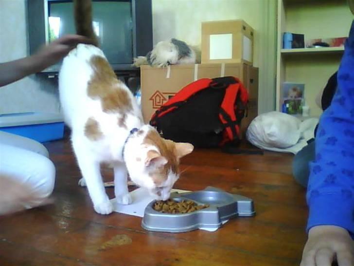 Huskat Mikkel - mad billede 2