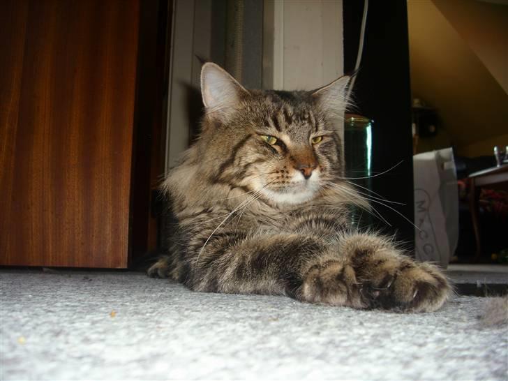 Maine Coon Amadeus 16 jan.2007 - 18 dec. 2012 billede 7