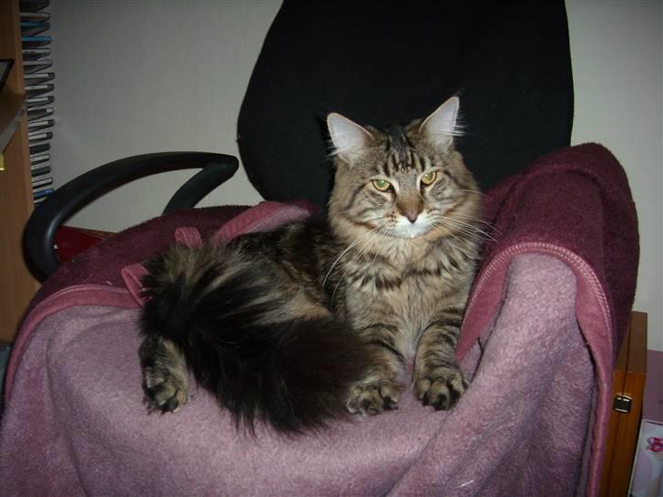 Maine Coon Amadeus 16 jan.2007 - 18 dec. 2012 billede 9