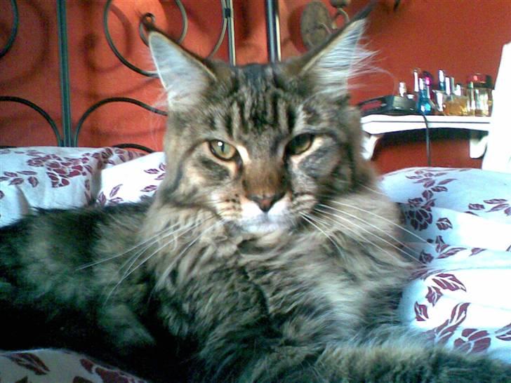 Maine Coon Amadeus 16 jan.2007 - 18 dec. 2012 billede 11