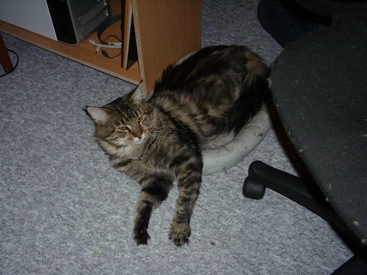 Maine Coon Amadeus 16 jan.2007 - 18 dec. 2012 - Øv. den er vist blevet for lille til mig. billede 12