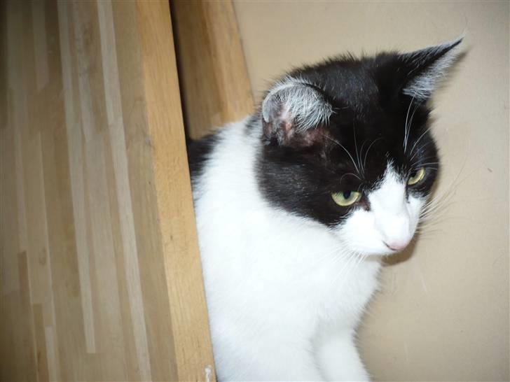 Huskat DJ billede 10