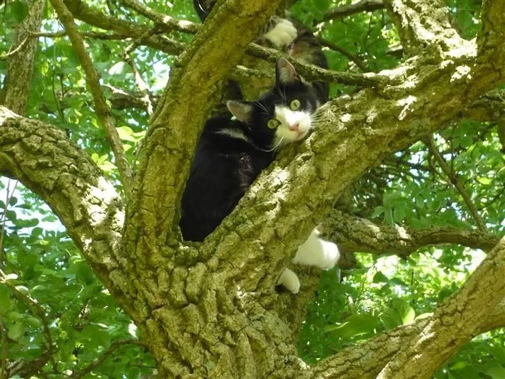 Huskat DJ billede 11