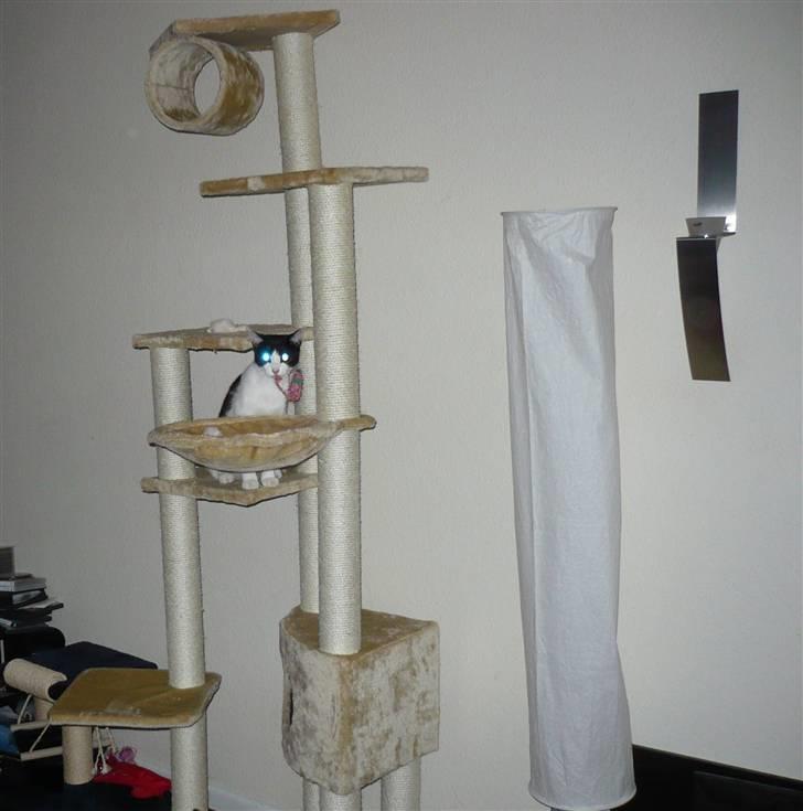 Huskat DJ billede 12