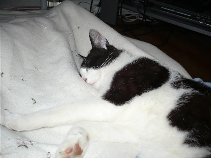 Huskat DJ billede 13