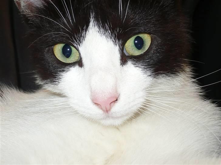 Huskat DJ billede 14