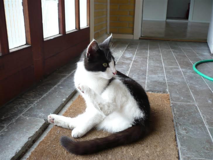 Huskat DJ billede 15