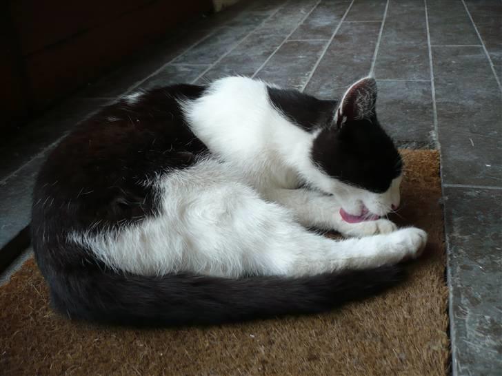 Huskat DJ billede 16