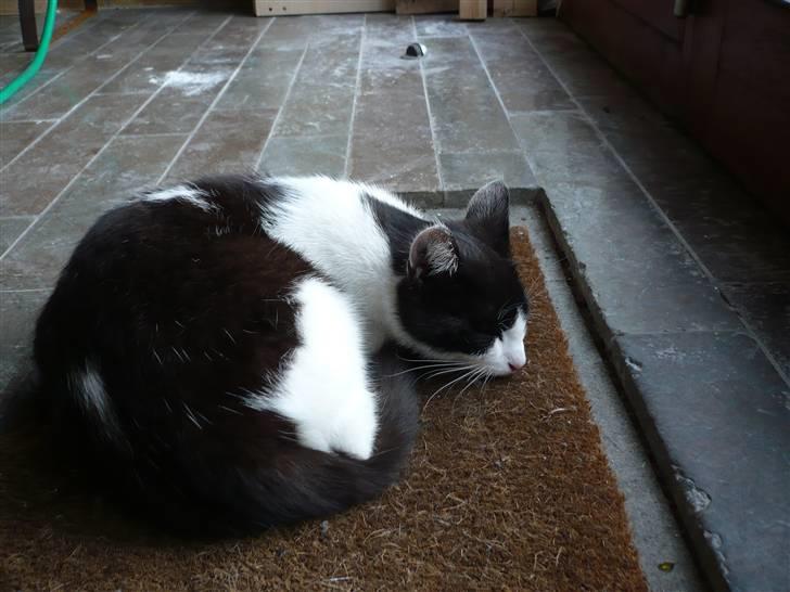 Huskat DJ billede 17