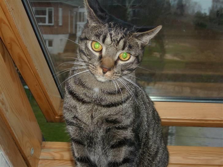 Blanding af racer Balder billede 1