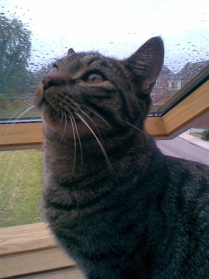 Blanding af racer Balder - Neej, regndråber!! billede 2