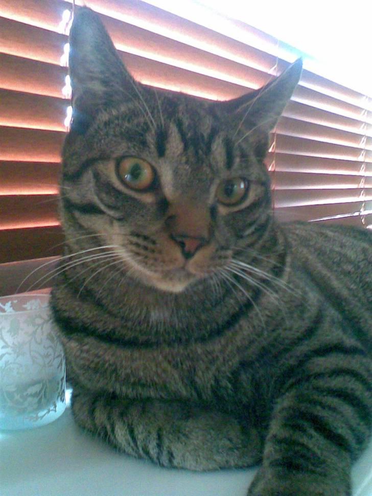 Blanding af racer Balder - Hvad glor du på?! billede 3