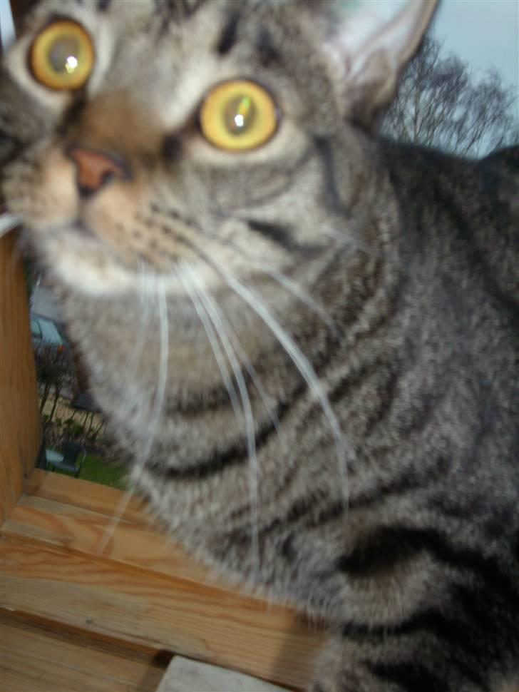 Blanding af racer Balder - RUMVÆSNERNE KOMMER!!! billede 4