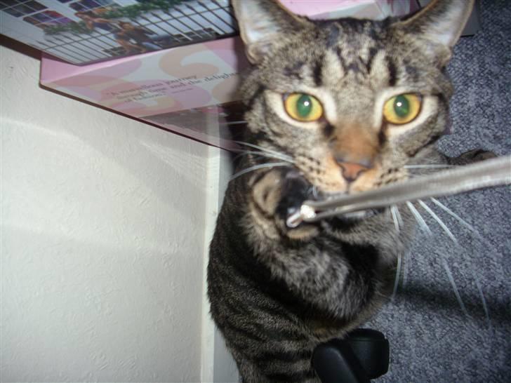 Blanding af racer Balder - uh! En snor!! billede 5