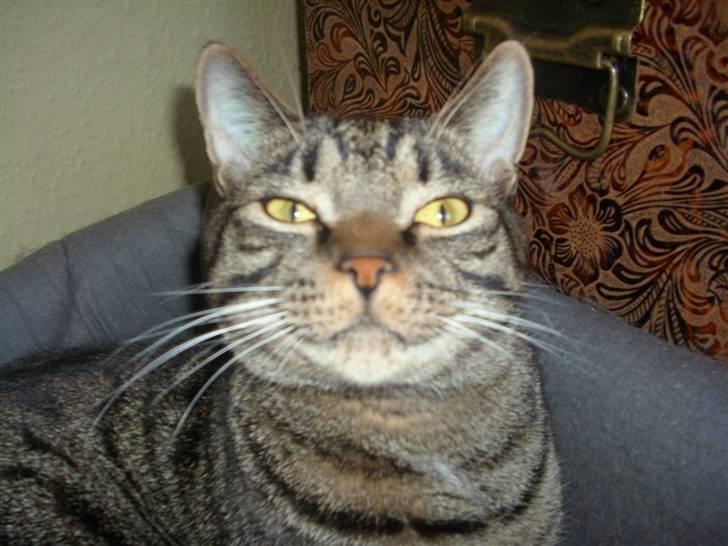 Blanding af racer Balder - Altså! Jeg lå lige og sov. billede 6