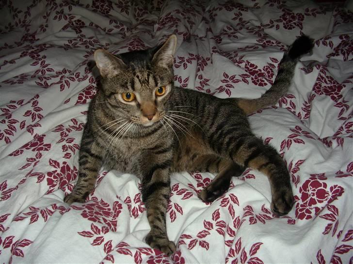 Blanding af racer Balder billede 7