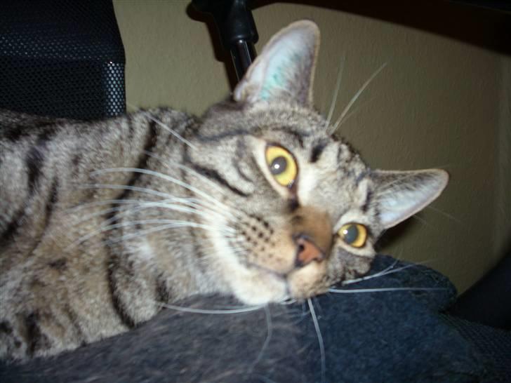 Blanding af racer Balder - jeg keeeder mig. billede 9