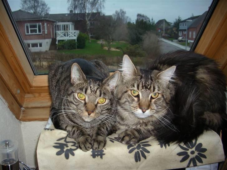 Maine Coon Amadeus 16 jan.2007 - 18 dec. 2012 - min allerbedste ven Balder billede 13