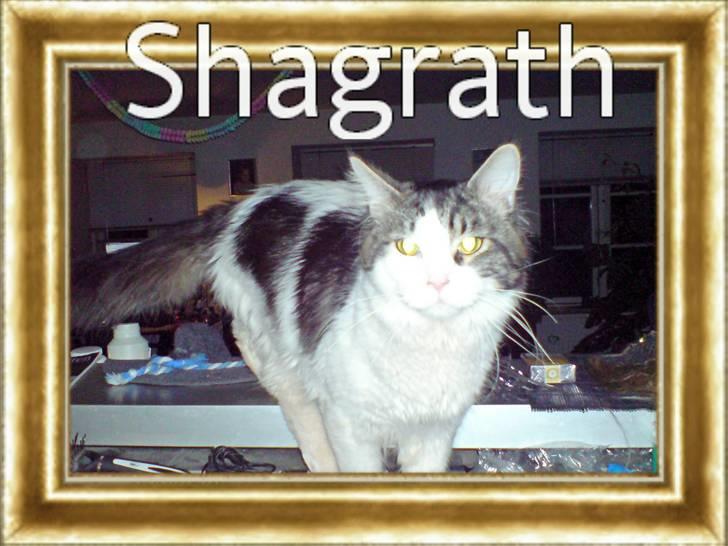 Maine Coon shagrath billede 1