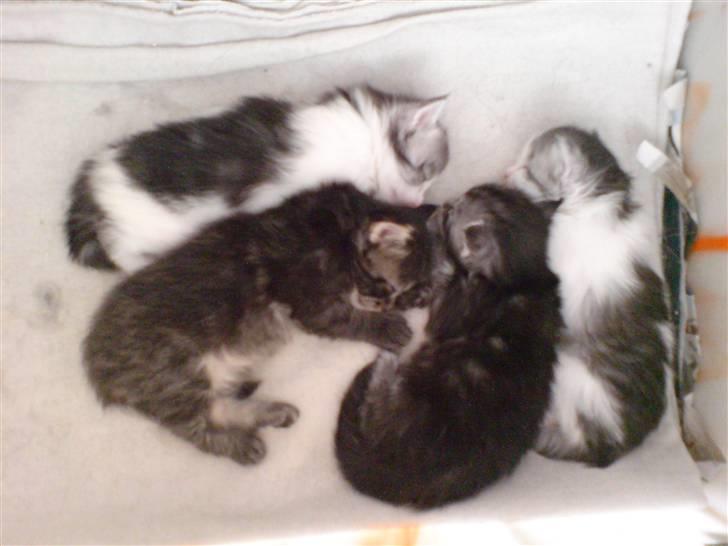 Maine Coon shagrath - her er sh. 4 skønne killinger. f. 11april.  billede 2