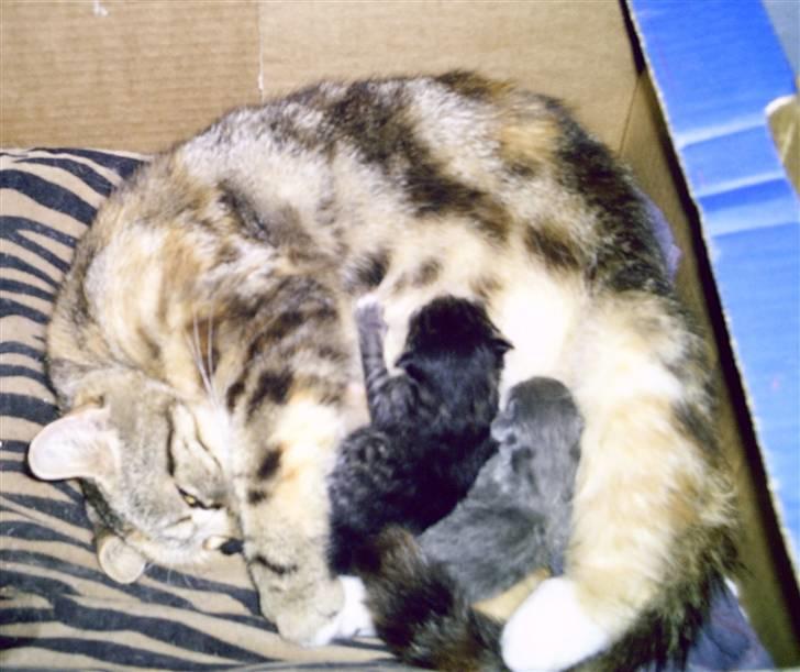 Blanding af racer Bonni - Sørme om ikke Bonni valgte at komme med killinger samme dag som Cruella.. Hun er dog ikke færdig, den blå er hendes egen, den mørke er en plejekilling, som dejlige Bonni har taget til sig.. billede 14