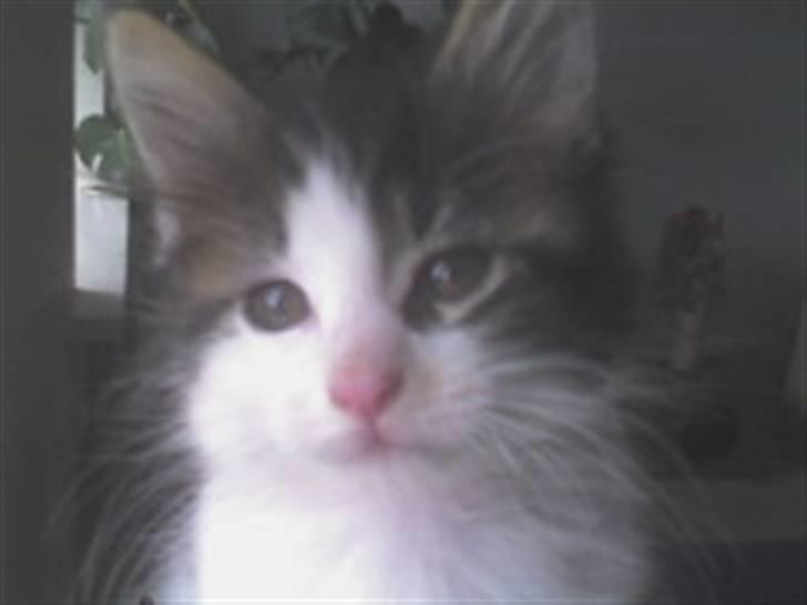 Maine Coon shagrath - Shagrath 12 uger billede 3