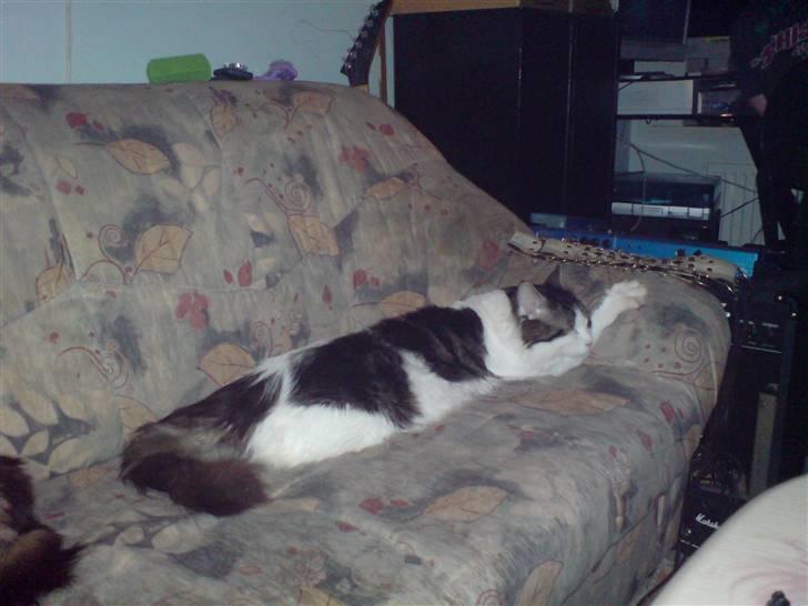 Maine Coon shagrath - Shagrath 1 år.Fylder godt på sofaen. billede 4