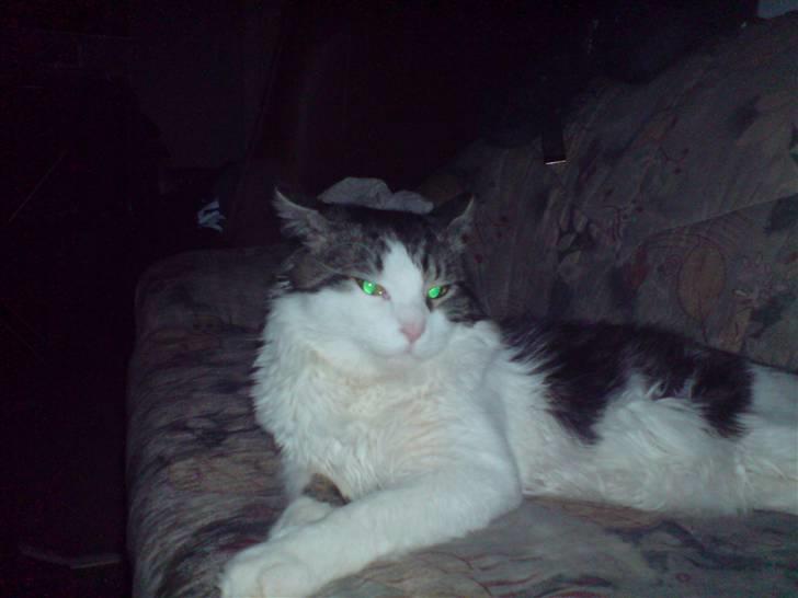 Maine Coon shagrath - 1,5 år billede 5