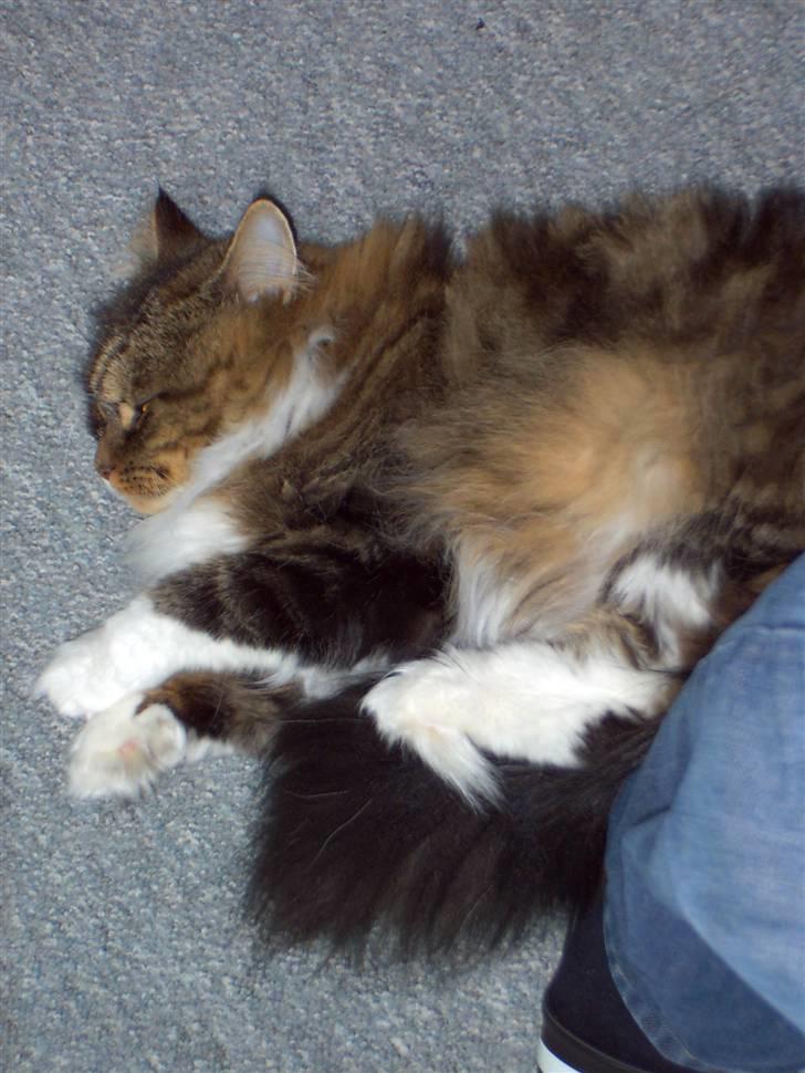 Maine Coon chilli billede 5