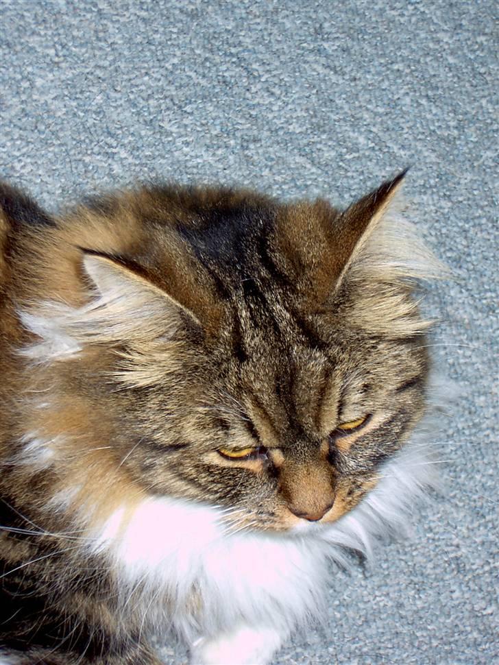 Maine Coon chilli billede 6