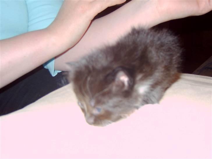 Maine Coon chilli billede 7